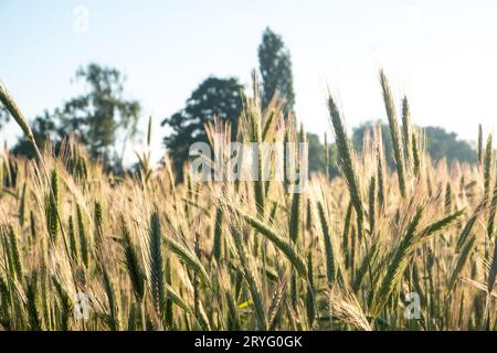 Weizenfeld. Nahaufnahme der Ohren aus goldenem Weizen gegen die aufgehende oder untergehende Sonne. Wunderschöne Natur Bei Sonnenuntergang. Ländlicher Scener Stockfoto