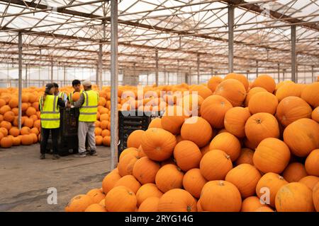 Frisch geerntete Kürbisse werden in Oakley Farms bei Wisbech in Cambridgeshire sortiert und gelagert, einem der größten Lieferanten von Kürbissen in Europa, der jährlich rund fünf Millionen wächst. Bilddatum: Mittwoch, 27. September 2023. Stockfoto