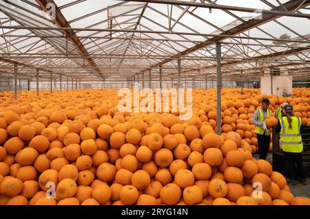 Frisch geerntete Kürbisse werden in Oakley Farms bei Wisbech in Cambridgeshire sortiert und gelagert, einem der größten Lieferanten von Kürbissen in Europa, der jährlich rund fünf Millionen wächst. Bilddatum: Mittwoch, 27. September 2023. Stockfoto