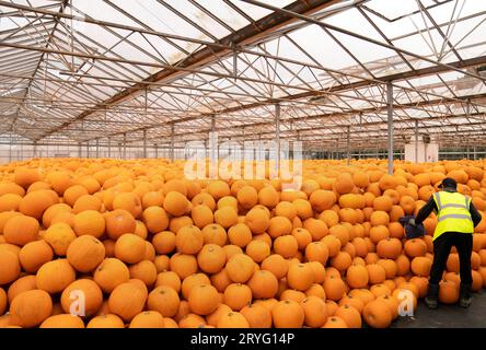 Frisch geerntete Kürbisse werden in Oakley Farms bei Wisbech in Cambridgeshire sortiert und gelagert, einem der größten Lieferanten von Kürbissen in Europa, der jährlich rund fünf Millionen wächst. Bilddatum: Mittwoch, 27. September 2023. Stockfoto