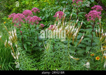 Büsche von poskonischen und Veronischen Erhabenen unter den Dickichten von Gartenpflanzen Stockfoto