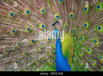 Wunderschöner indischer peacockÂ, der seinen Schwanz zeigt Stockfoto