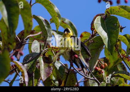 Die amerikanische Stieglitz (spinus Tristis) Stockfoto