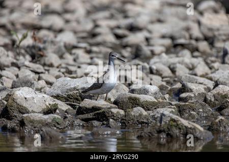 Watvögel oder Ufervögel, die an der Küste und im flachen Wasser des Lake Michigan nach Nahrung suchen Stockfoto