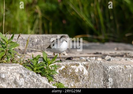 Watvögel oder Ufervögel Stockfoto