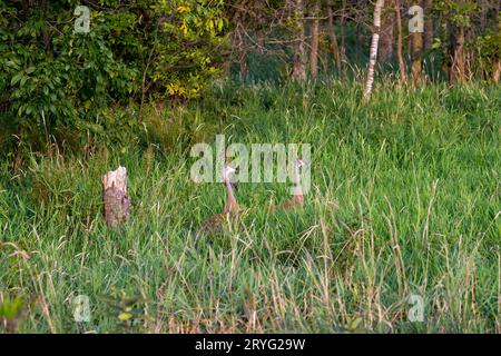 Sandhill Crane (Grus canadensis) Stockfoto