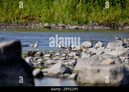 Ein Küstenvögel, der im flachen Wasser eines Flusses nach Nahrung sucht Stockfoto