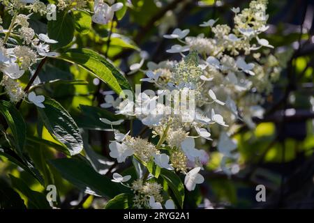 Pinky Winky Panicle Hydrangea (Hydrangea paniculata Stockfoto