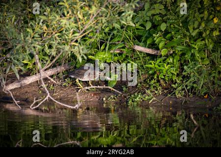 Der junge Grüne Reiher (Butorides virescens) Stockfoto