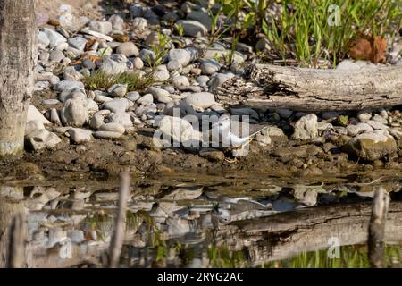 Der gefleckte Sandfänger (Actitis macularius) Stockfoto