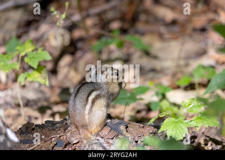 Der östliche Streifenhörnchen (Tamias striatus) im Park Stockfoto