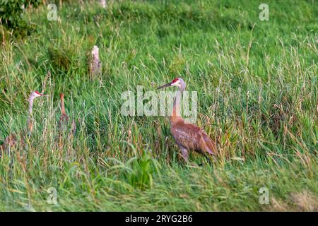 Sandhill Crane (Grus canadensis) Stockfoto