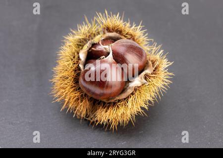 Offene Schale und Kastanien innen isoliert auf grauem Schieferhintergrund. Castanea sativa Stockfoto