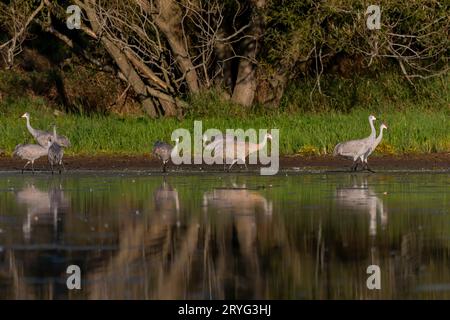 Sandhill-Krane (Antigone canadensis) Stockfoto