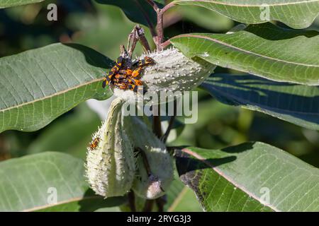 Der große Milchkäfer (Oncopeltus fasciatus) Stockfoto