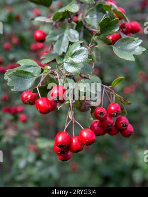 Rote Weißdornbeeren (Crataegus) im Herbst. Die Pflanze ist auch als Quickthorn, Thornapple, Whitethorn, Mayflower oder Hawberry bekannt Stockfoto