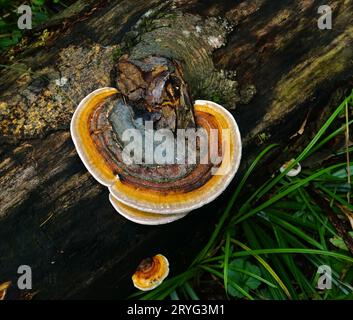 Rotbandpilz; Rotbandpolypore; Rotbandhalterung; Rotbandpolypore; Rotbandpolypore; Stockfoto