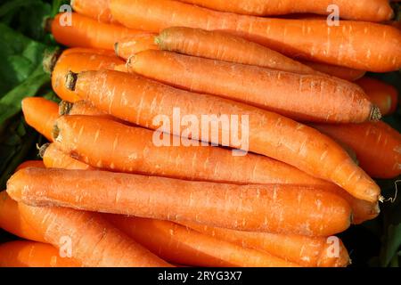 Nahaufnahme eines Haufens frischer neuer Karotten Stockfoto