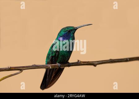 Kolibris (Colibri cyanosis), der auf einem Zweig thront, Trogon Lodge in der Nähe von San Gerardo de Dota, Costa Rica Stockfoto