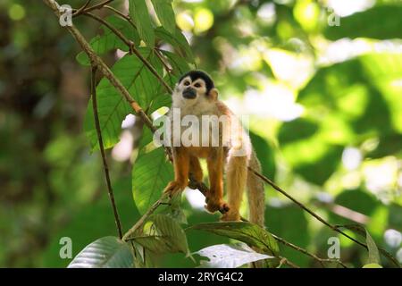 Zentralamerikanischer Eichhörnchenaffen (Saimiri oerstedii), der auf einem Zweig im Corcovado-Nationalpark auf der Halbinsel Osa, Costa Rica, thront Stockfoto