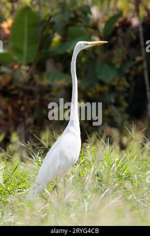 Great Egret (Ardea alba) zu Fuß in Playa blanca Garten in der Nähe von Puerto Jimenez, Osa Halbinsel, Costa Rica Stockfoto