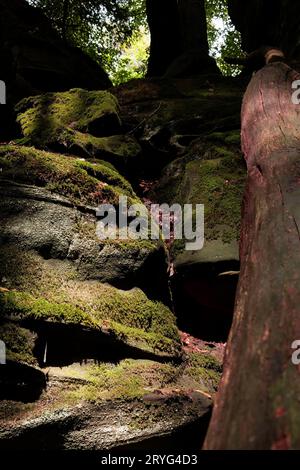 Felsformation und Waldlandschaft im Luxemburger Mullerthal Stockfoto