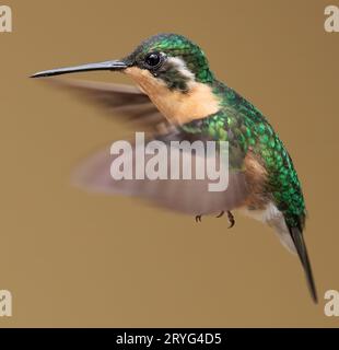 Der Kolibri Lampornis castaneoventris fliegt in der Trogon Lodge in der Nähe von San Gerardo de Data, Costa Rica Stockfoto