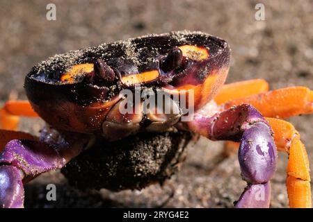 Halloween-Krabbe (Gecarcinus Quadratus) am Strand bei Nacht in der Nähe von Puerto Jimenez, Halbinsel Osa, Costa Rica Stockfoto