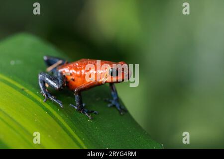 Blue-Jeans Frosch auch bekannt als Erdbeerfrosch, der auf einem grünen Blatt in Costa Rica thront Stockfoto