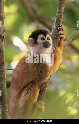 Zentralamerikanischer Eichhörnchenaffe im Corcovado-Nationalpark, Costa Rica Stockfoto