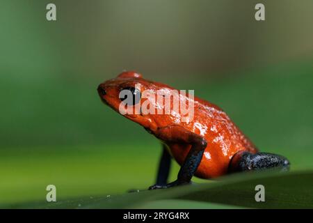 Blue-Jeans Frosch auch bekannt als Erdbeerfrosch, der auf einem grünen Blatt in Costa Rica thront Stockfoto