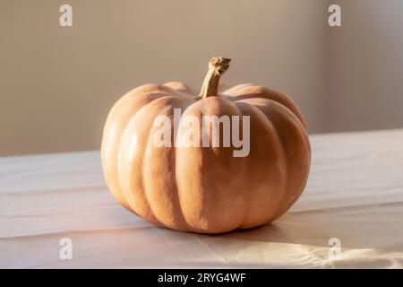 Großer Kürbis auf einem Tisch. Herbsternte, halloween, Thanksgiving-Konzept. Zimmereinrichtung, Herbstferien, gesundes Essen. Nahaufnahme. Stockfoto