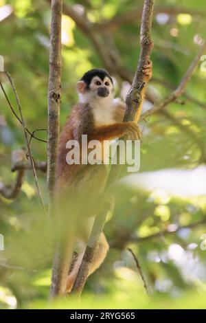 Zentralamerikanischer Eichhörnchenaffe im Corcovado-Nationalpark, Costa Rica Stockfoto