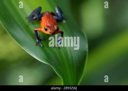 Blue-Jeans Frosch auch bekannt als Erdbeerfrosch, der auf einem grünen Blatt in Costa Rica thront Stockfoto