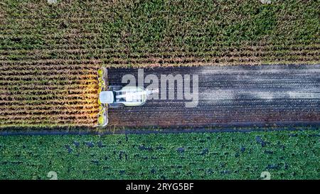 Flug über Mähdrescher, der an einem Herbsttag am Abend oder Morgen trockenen Mais auf dem Feld erntet. Top-Vie Stockfoto