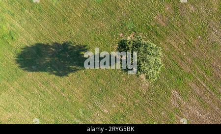 Von oben nach unten auf zwei Bäumen mitten auf einem bewirtschafteten Feld, Feld mit Traktorspuren, Kopierraum Stockfoto