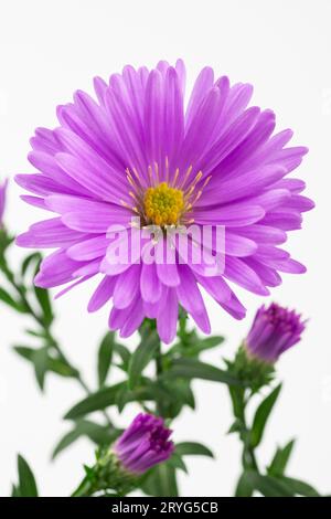 Symphyotrichum novi-belgii, New York Aster oder Aster novi-belgii blühen auf weißem Grund. Stockfoto