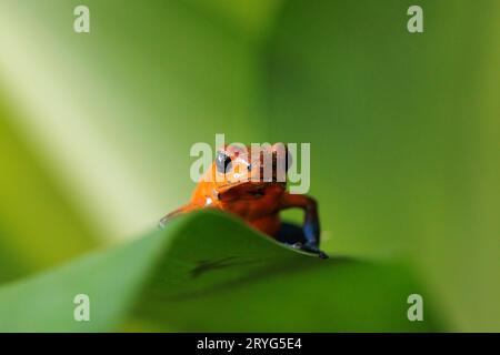 Blue-Jeans Frosch auch bekannt als Erdbeerfrosch, der auf einem grünen Blatt in Costa Rica thront Stockfoto