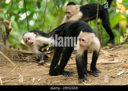 Gruppe von Weißkopf-Kapuzinern - Weißkopf-Kapuziner spielen, Costa Rica Stockfoto