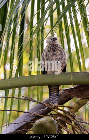 Unreife gelbköpfige Caracara thront entlang des Flusses Sierpe in der Nähe des Corcovado Parks Stockfoto