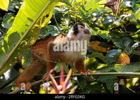 Zentralamerikanischer Eichhörnchenaffe im Corcovado-Nationalpark, Costa Rica Stockfoto