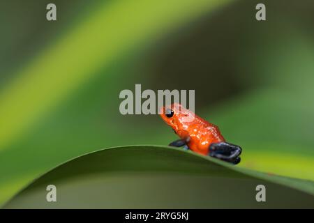 Blue-Jeans Frosch auch bekannt als Erdbeerfrosch, der auf einem grünen Blatt in Costa Rica thront Stockfoto