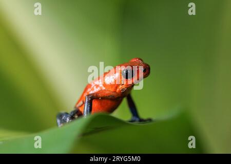 Blue-Jeans Frosch auch bekannt als Erdbeerfrosch, der auf einem grünen Blatt in Costa Rica thront Stockfoto