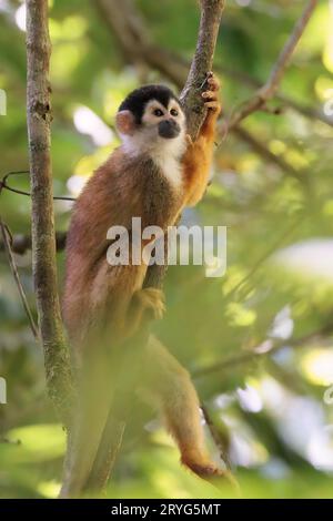 Zentralamerikanischer Eichhörnchenaffe im Corcovado-Nationalpark, Costa Rica Stockfoto