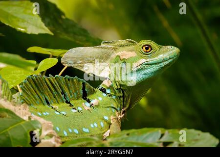 Basilisk, auch bekannt als Jesus-Christus-Echse, die in Tortuguero, Costa Rica, ruht. Stockfoto