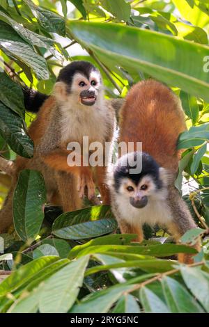 Zentralamerikanischer Eichhörnchenaffe im Corcovado-Nationalpark, Costa Rica Stockfoto