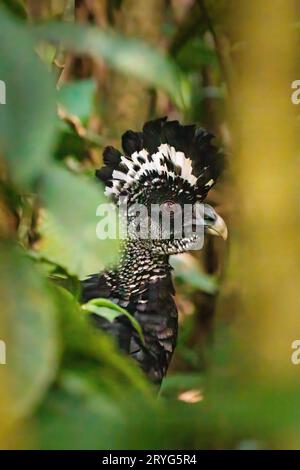 Tolle Curassow, die durch den Wald im Tenorio Nationalpark, Costa Rica, wandert Stockfoto