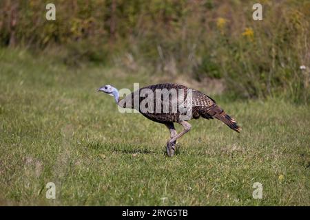 Der wilde truthahn (Meleagris gallopavo) Stockfoto