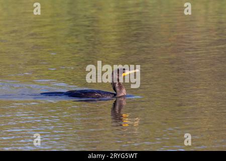 Doppelhauchkormorane ( Phalacrocorax aurituson ) Stockfoto