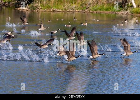 Die Kanadagans (Branta canadensis) Stockfoto